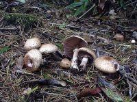 Agaricus