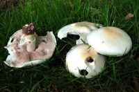 Agaricus