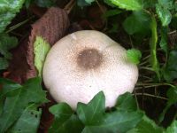 Agaricus