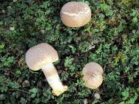 Agaricus