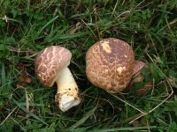 Agaricus