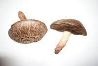 Agaricus