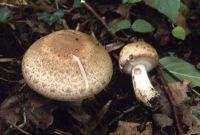 Agaricus