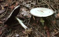 Agaricus