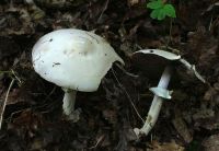 Agaricus