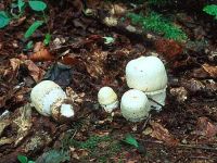 Agaricus