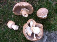 Agaricus