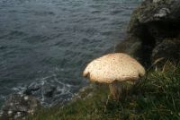 Agaricus