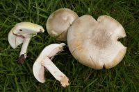 Agaricus