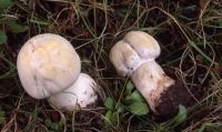 Agaricus