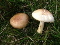 Agaricus