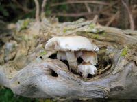 Cyclocybe