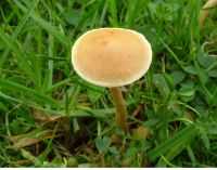 Agrocybe