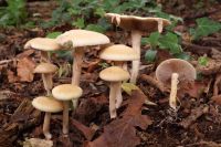 Agrocybe