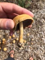 Agrocybe