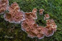 Aleurodiscus