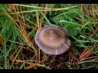 Amanita