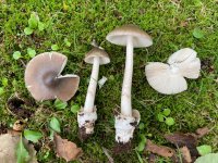 Amanita
