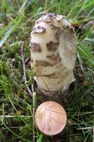 Amanita