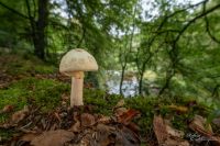 Amanita