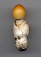 Amanita