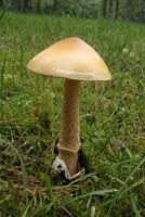 Amanita