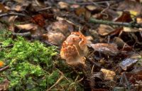 Amanita