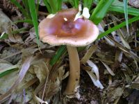 Amanita