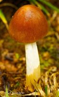 Amanita