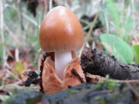 Amanita