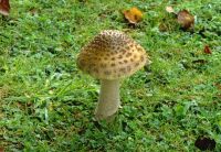 Amanita