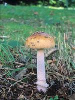 Amanita