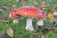 Amanita