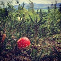 Amanita