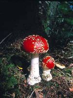 Amanita