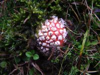 Amanita