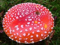 Amanita