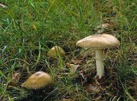 Amanita