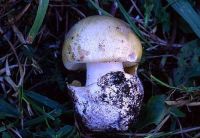 Amanita