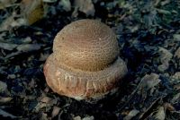 Amanita