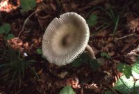 Amanita