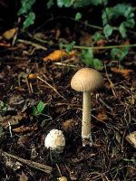 Amanita