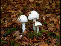 Amanita