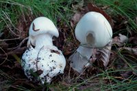 Amanita