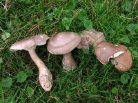 Ampulloclitocybe