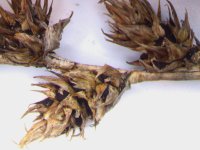 Anthracoidea