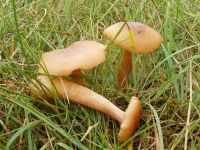 Armillaria