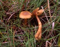 Armillaria