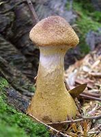 Armillaria