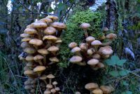 Armillaria